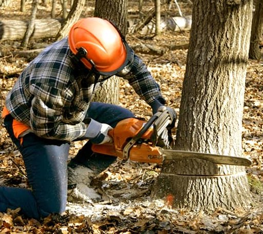 Arborist assessing tree health in Louisiana